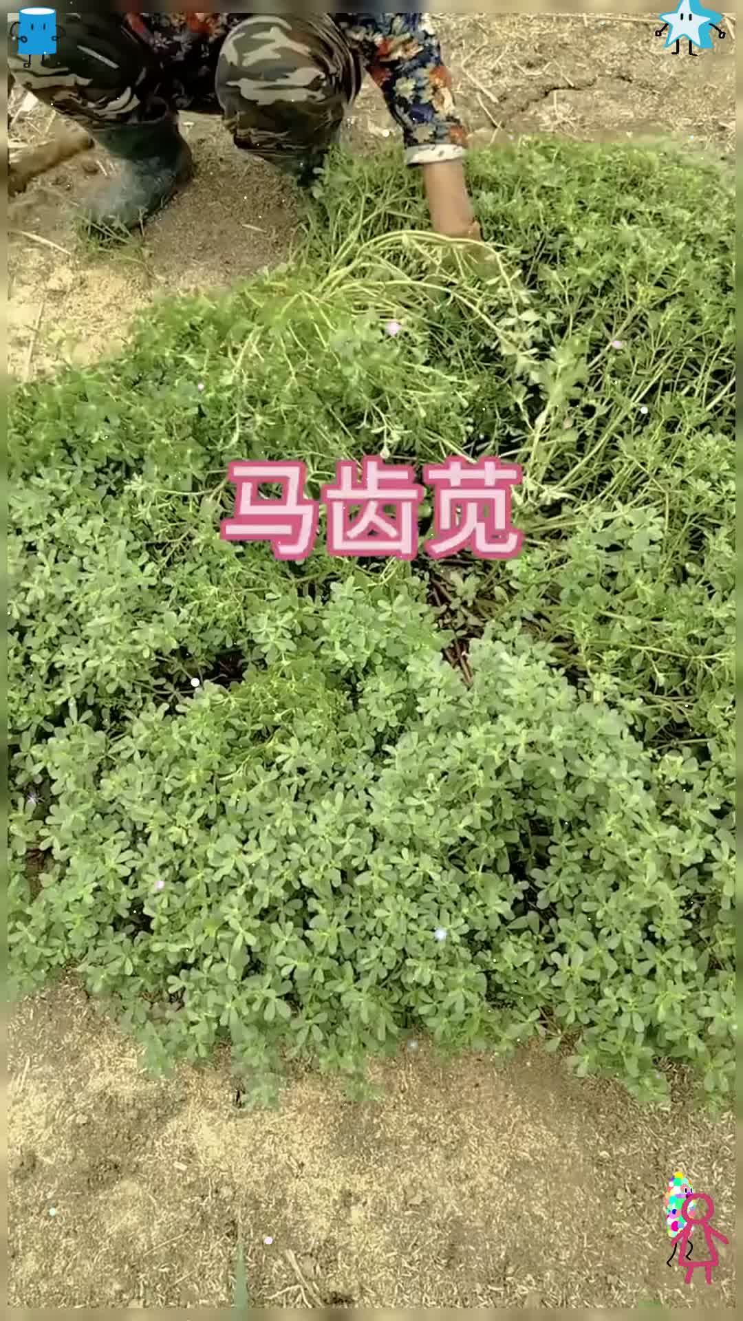 这样的野菜你吃过吗