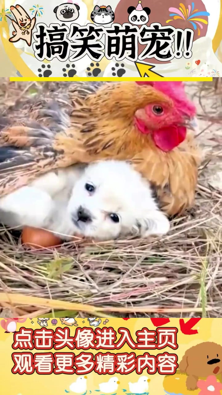 “鸡仔儿的温暖对话:冷了还是饿了的小崽子?”