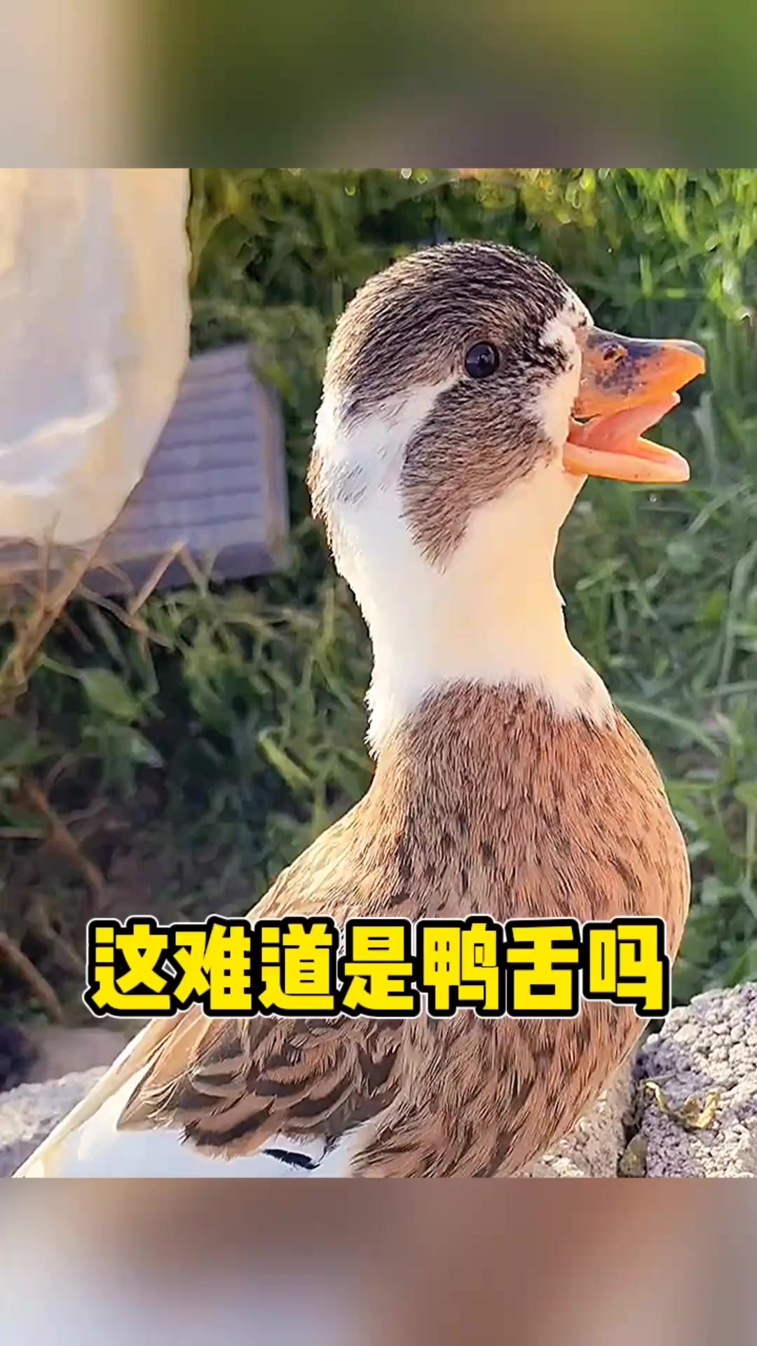 这难道是鸭舌一样