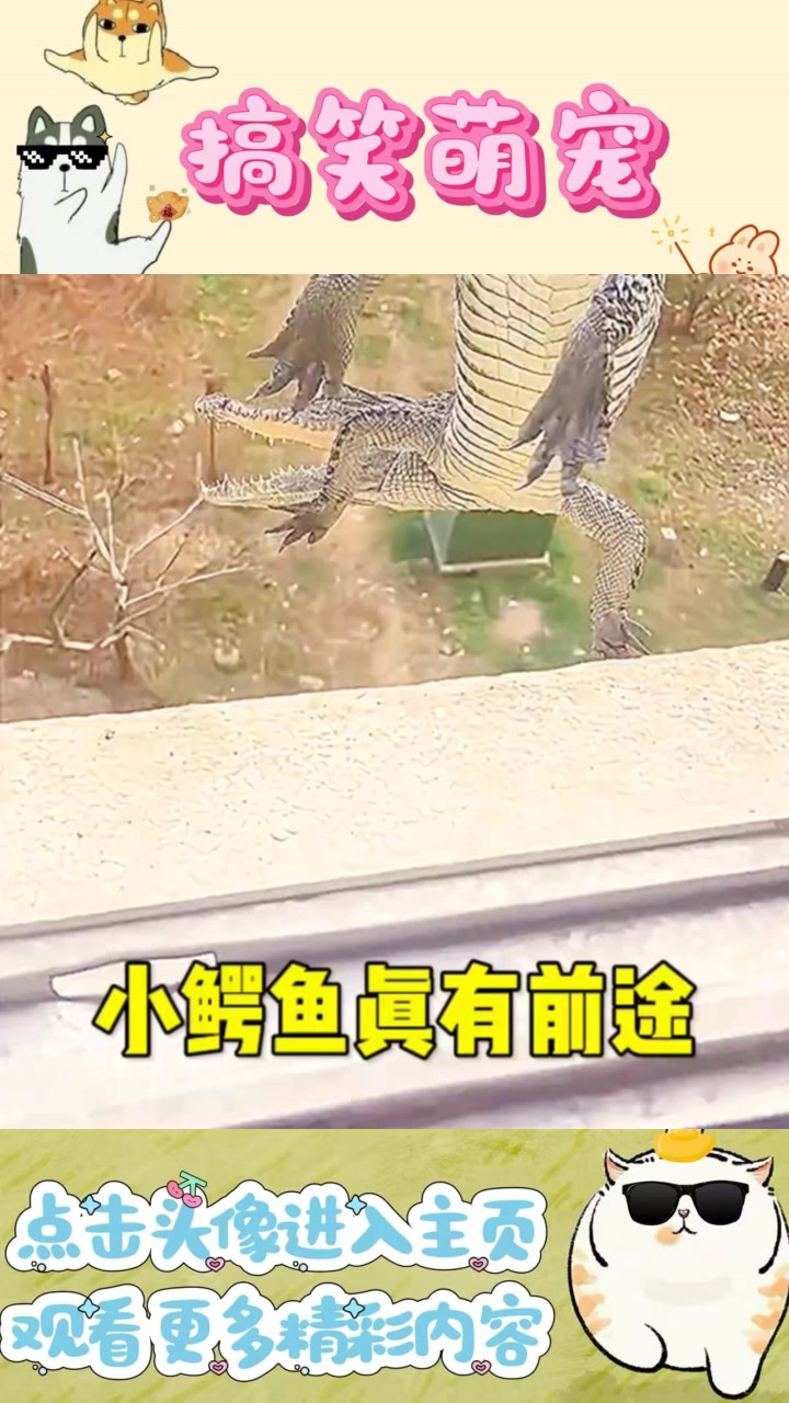 “小鳄鱼出奇招，成功帮助主人解决裤衩危机！”