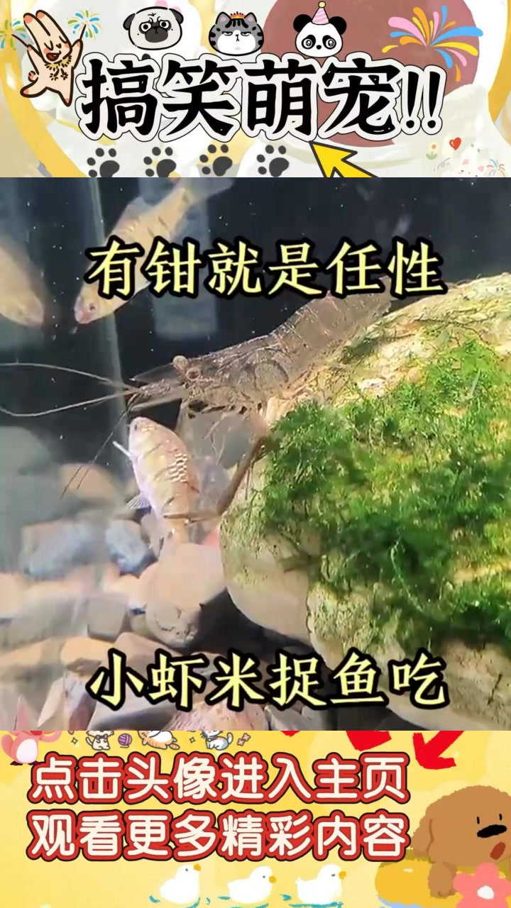 “大鱼吃小鱼”理论被颠覆:小虾米抓捕小鱼现场惊呆众人!