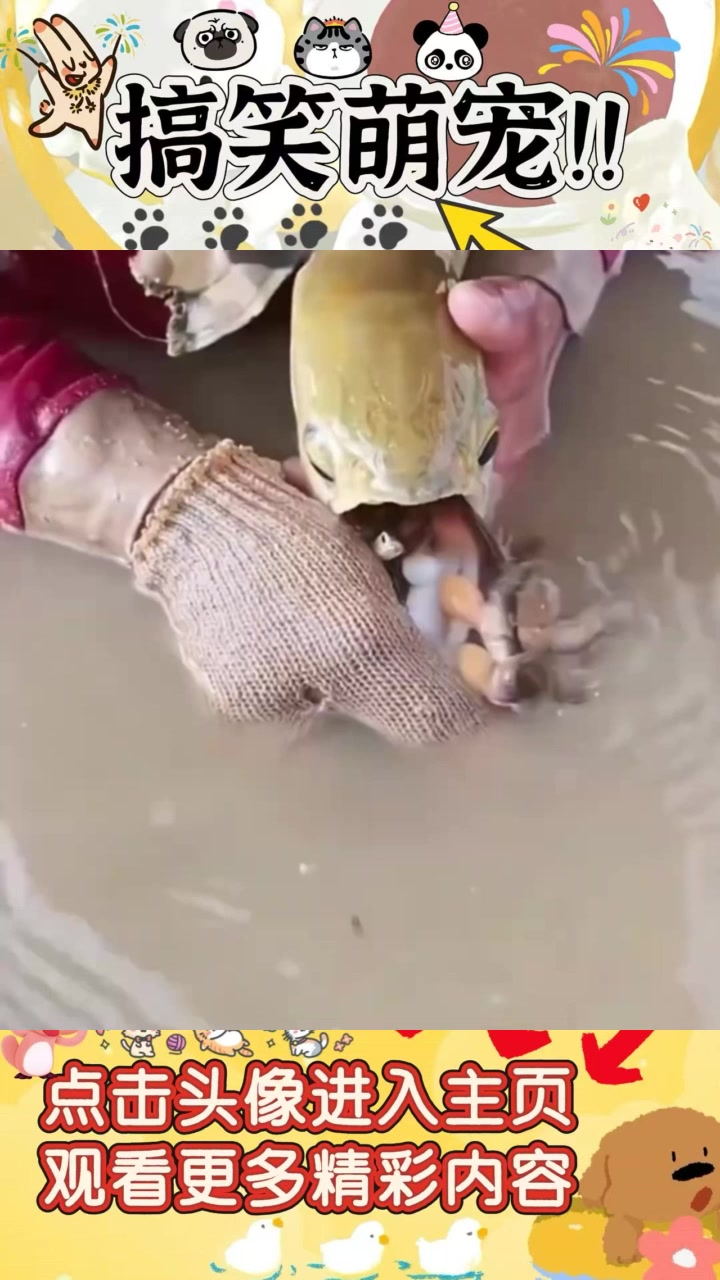 “龙鱼：大自然中最伟大的父亲，耐心守护生命的传奇”