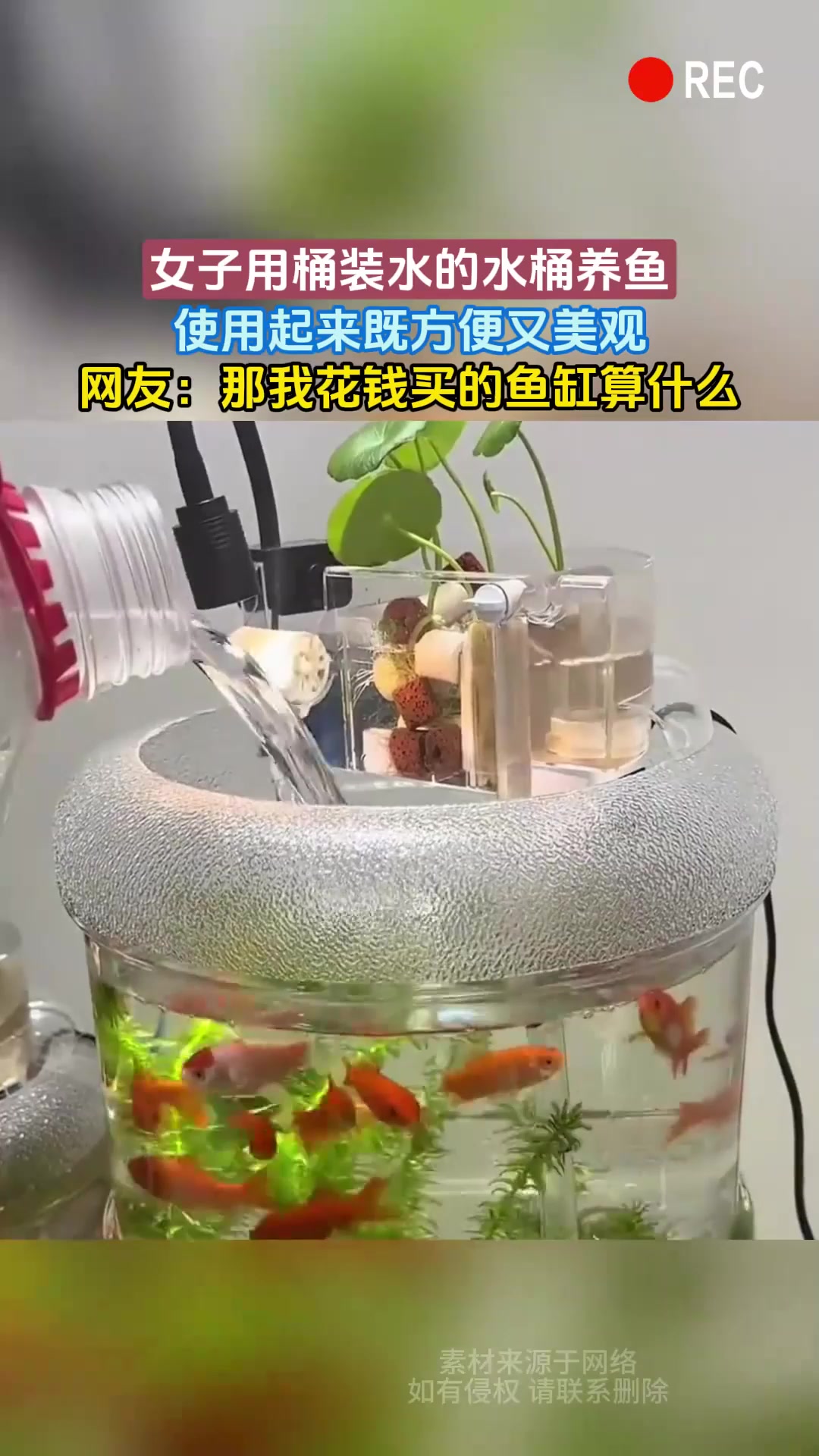 女子用桶装水的水桶养鱼,使用起来既方便又美观,网友:那我花钱