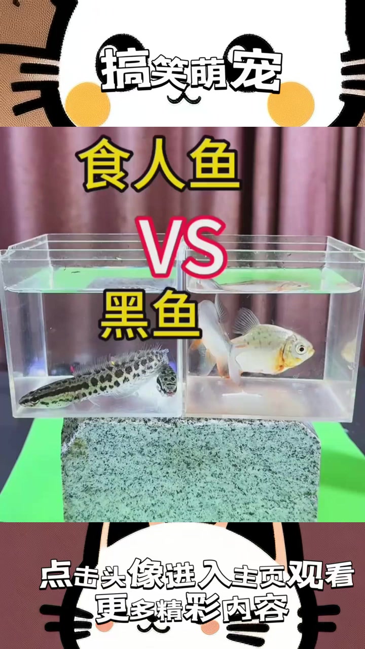 “食人鱼与黑鱼的奇异共存：两种霸主为何暂时平静的深海之谜？”