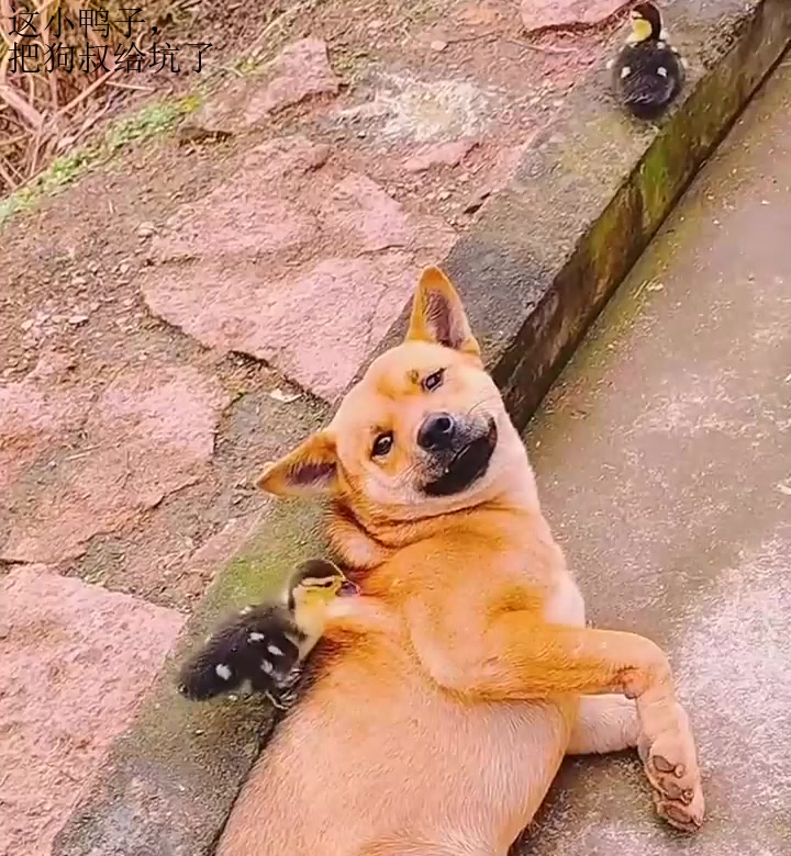 这小鸭子，把狗叔给坑了