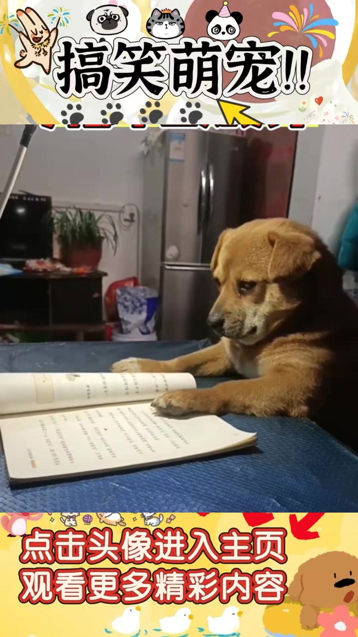 《揭秘炖狗肉的独特配方:多种调料让美味升级》