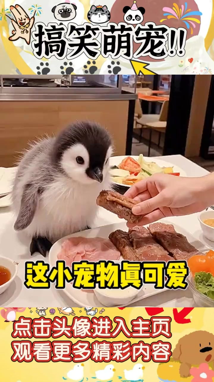 揭秘:为什么企鹅可以在温暖环境中养成宠物?