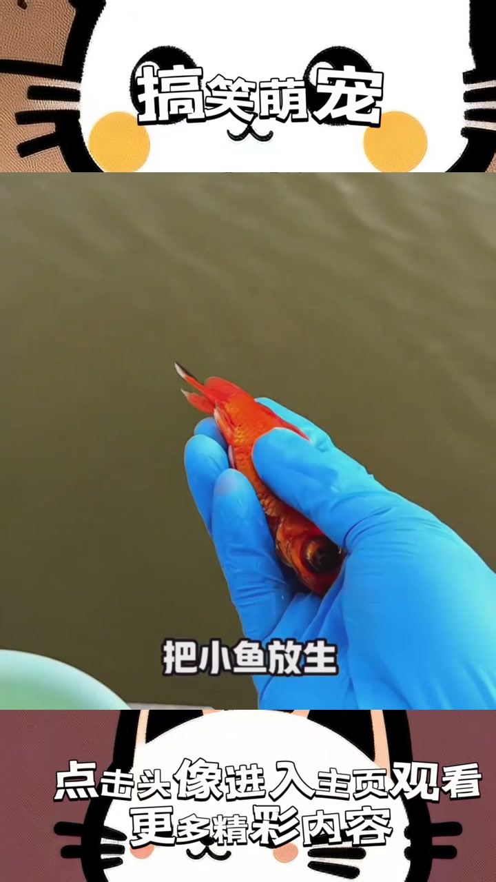 《小金鱼放生奇遇：它们真的能游回家吗？未解之谜让人惊叹！》