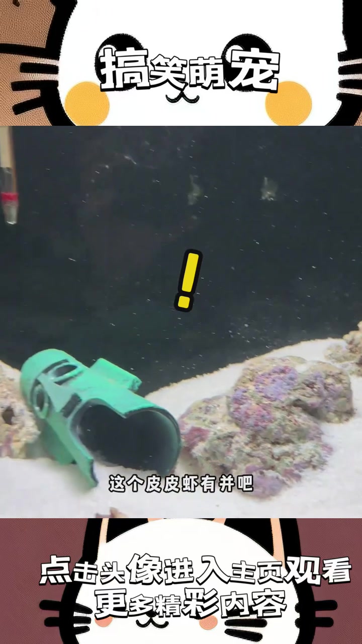 “七彩皮皮虾:告别食物的宿命,宠物与海洋奇观之间的戏谑较量”