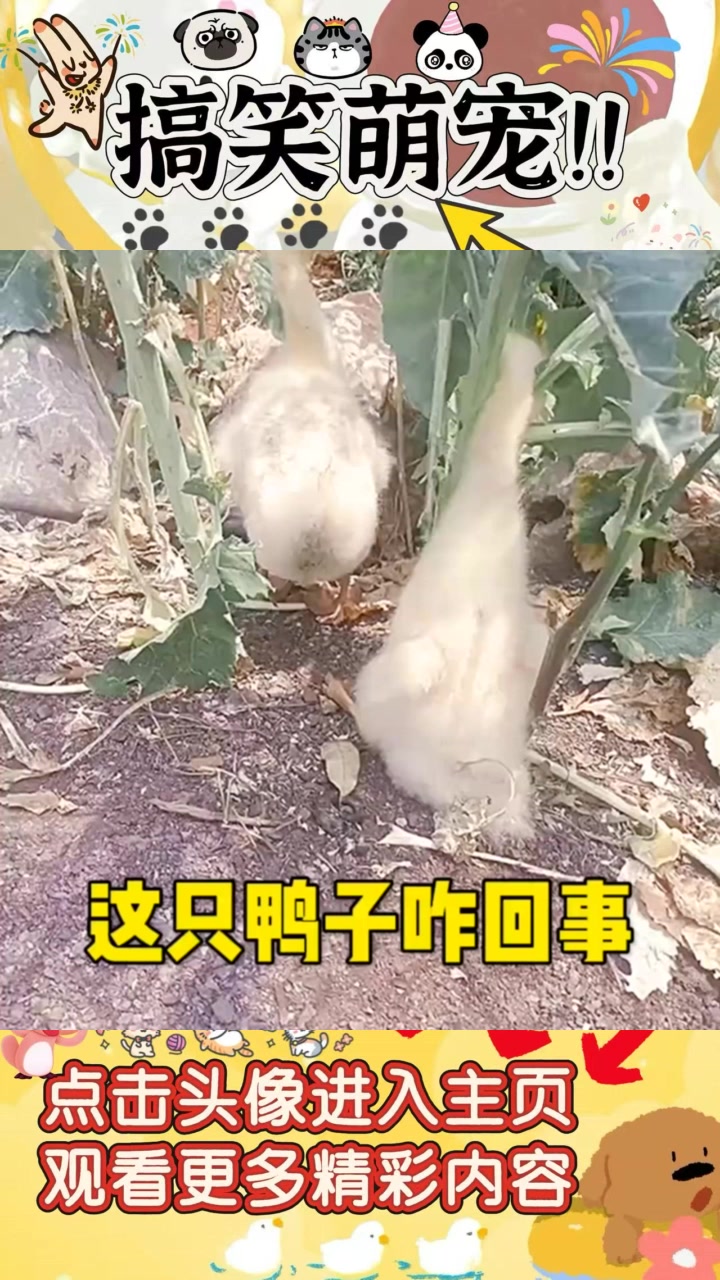 搞笑鸭子自困现象,真是嘎嘎嘎的意外遭遇!