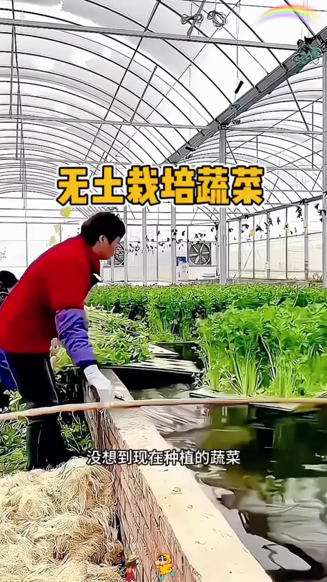无土栽培蔬菜，太新鲜了