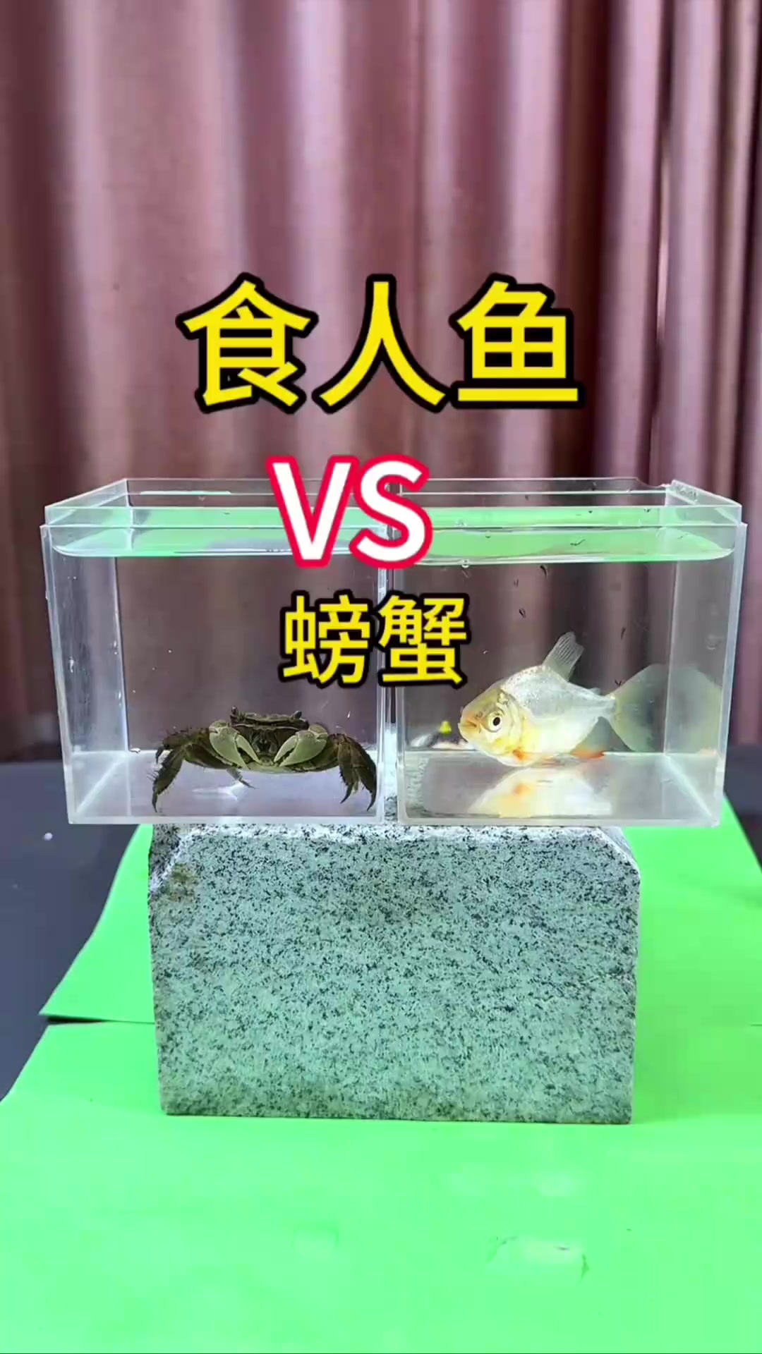 不小心把食人鱼和螃蟹放在一起会发生什么事情？实测