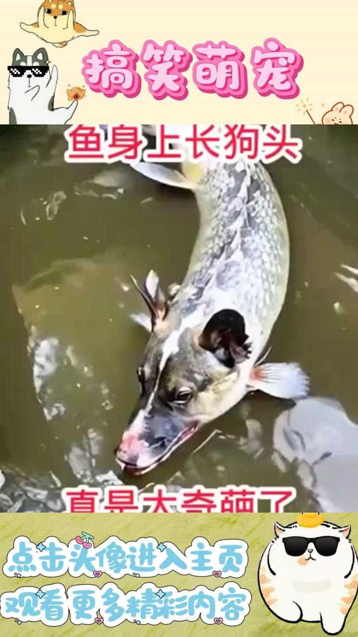 “奇特鱼塘惊现‘鱼头狗身’奇葩鱼，饭量引发好奇”