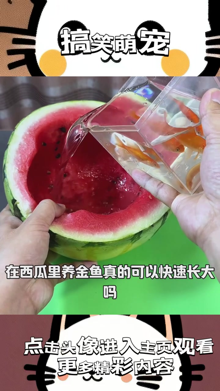 《西瓜养金鱼，科学与神秘交织，真能快速成长还是只是幻想？》