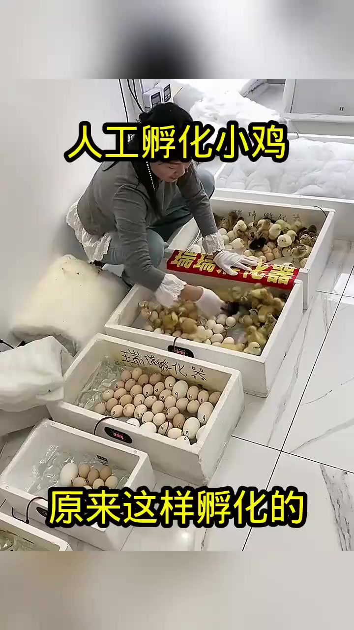 人工孵化小鸡,原来这样孵化的!