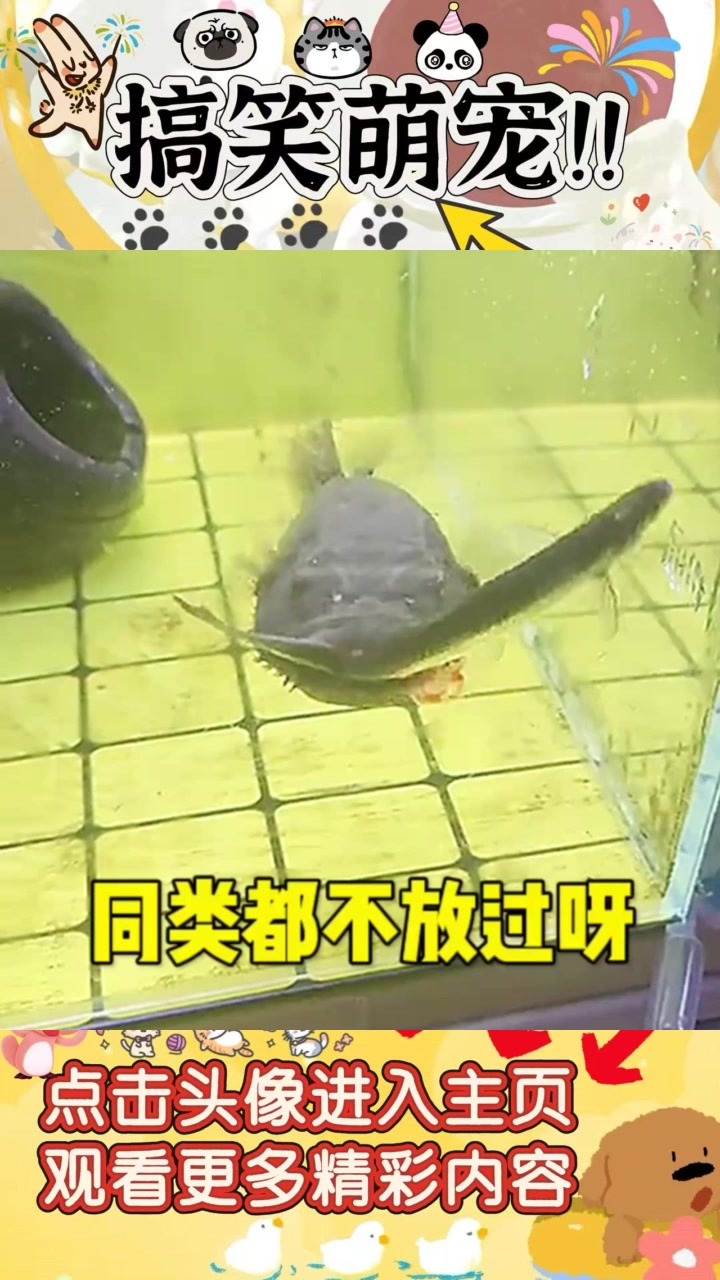大鱼吃小鱼的真实瞬间：这鱼的胃口真让人震惊！