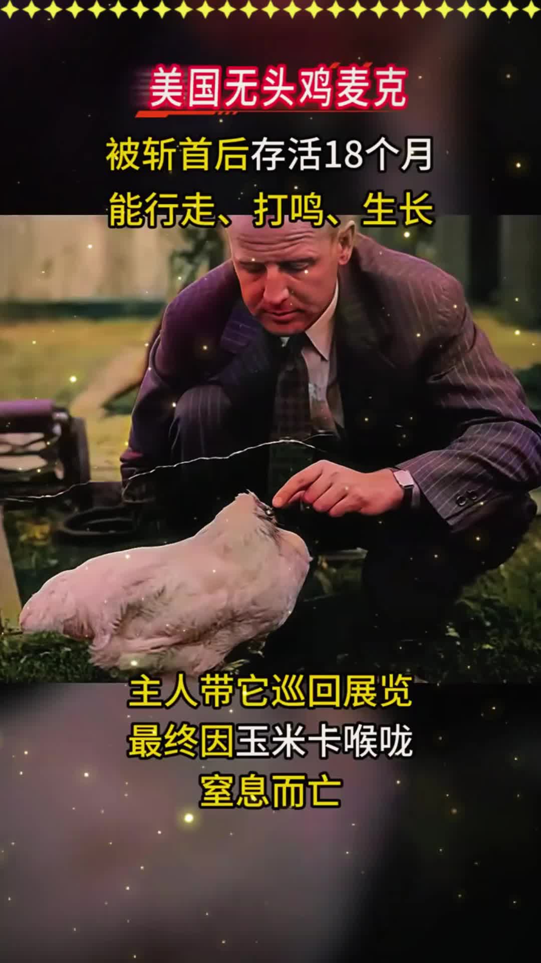1945年美国无头鸡麦克,断头后活蹦乱跳18个月,甚至开启巡回演出