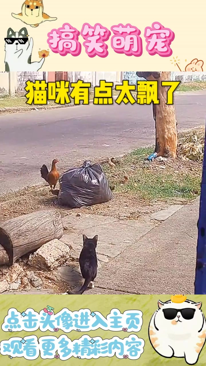 猫咪抓小鸡的趣味挑战,看看技术如何,鸡妈妈要小心啦!