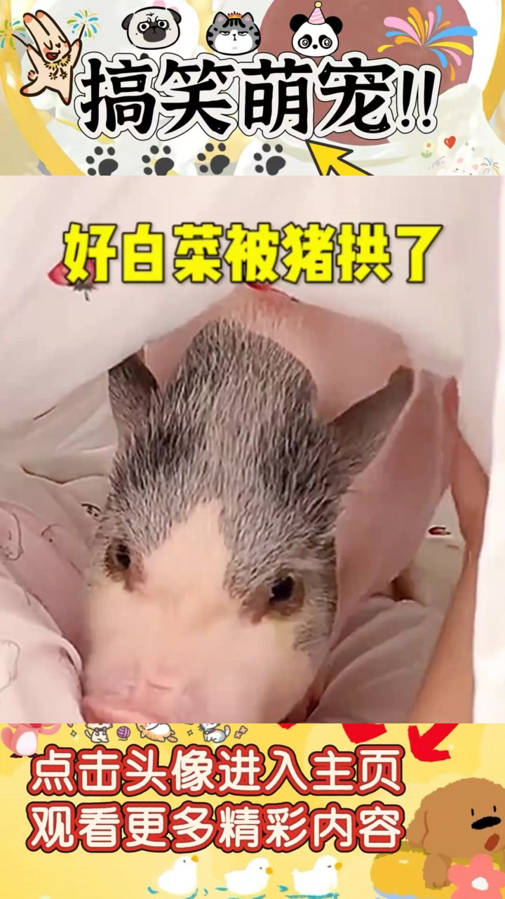“见识到的猪生活：好白菜被拱的真实场景，幸福指数爆表！”