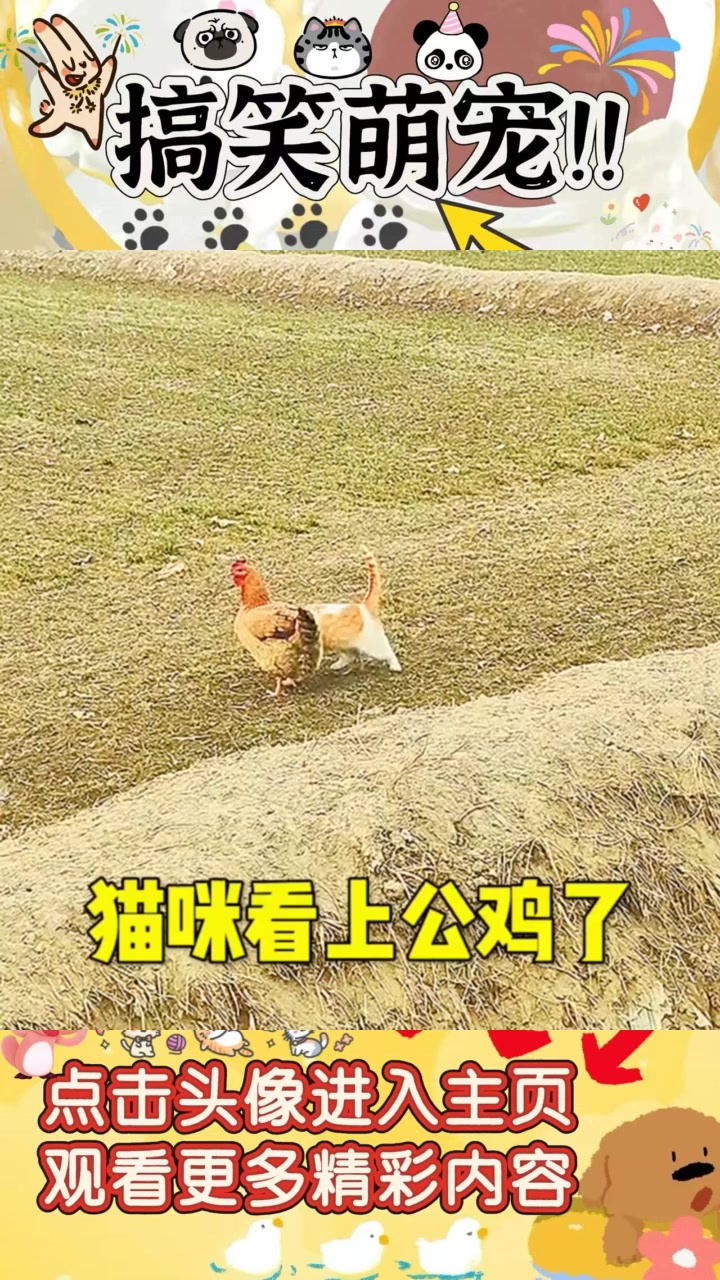 小猫为何偏爱小公鸡，邻村猫咪纷纷惹羡？