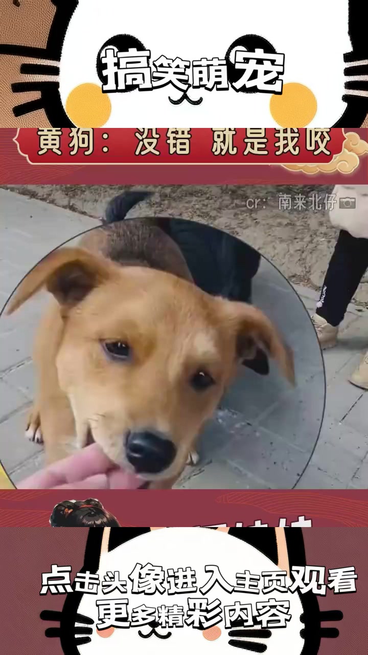 小黄狗为何总盯着网友的手?咬人背后的神秘欲望与奇怪行为解析!