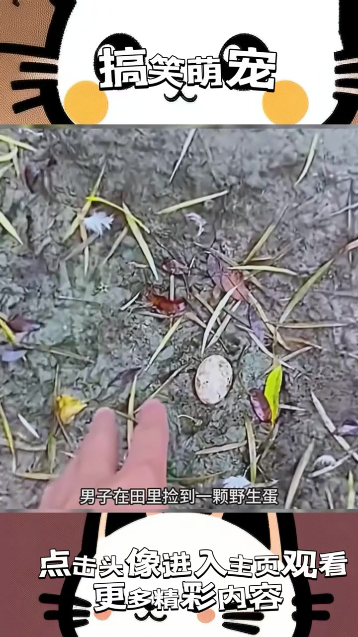 “捡蛋男子的奇幻实验：黄鸭从餐桌梦境中崛起的灵异旅程”