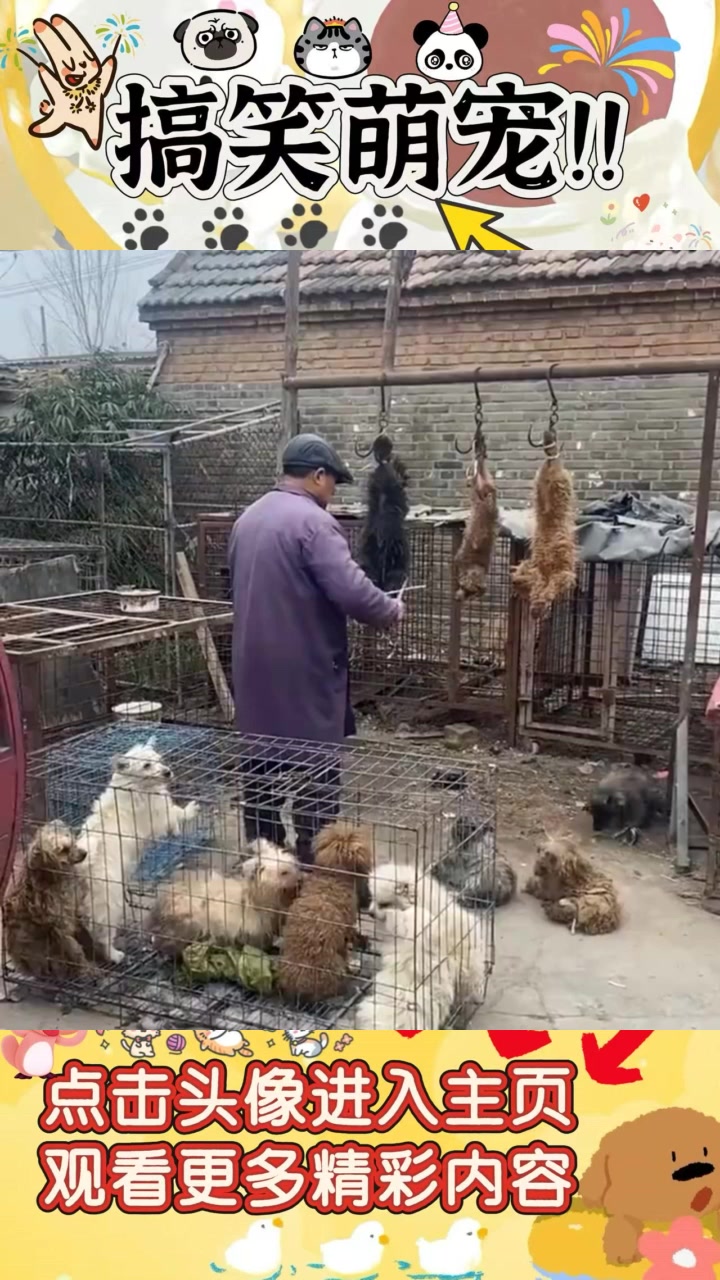 《大年初一,偶遇狗肉档,善心阻止杀狗情景感人》