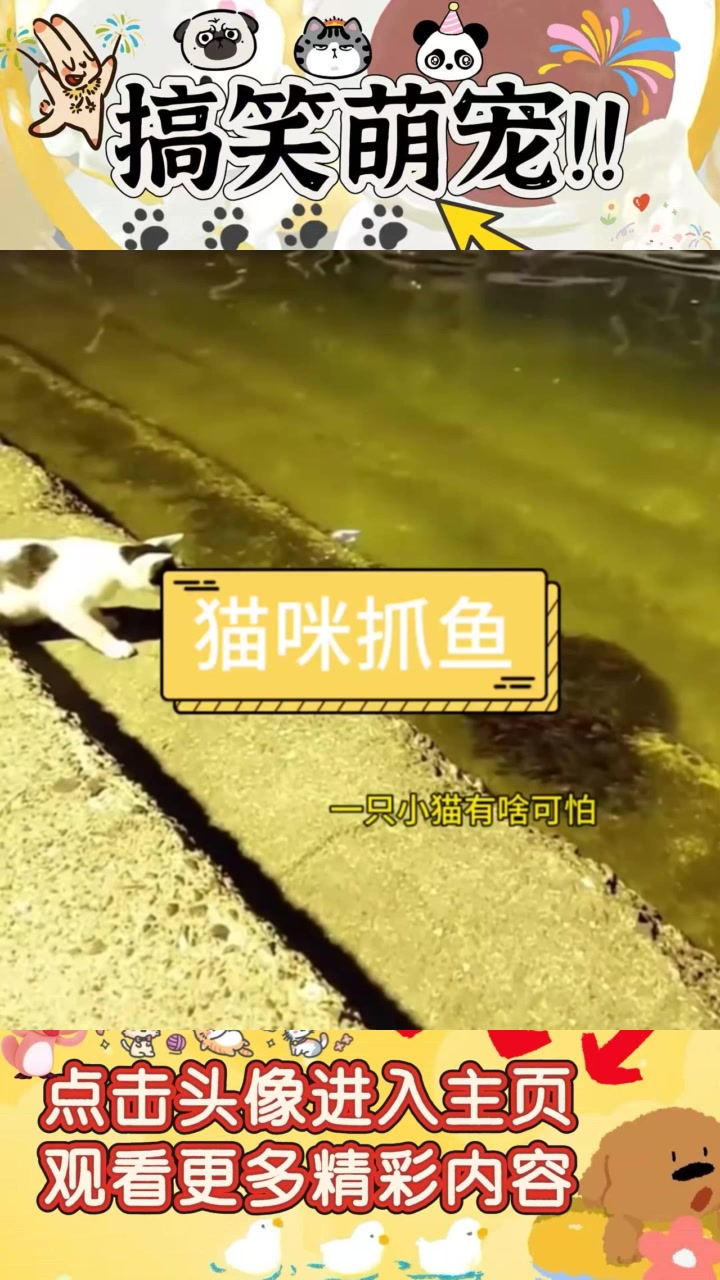 小猫与鱼儿的搞笑对决:真相与谣传的碰撞
