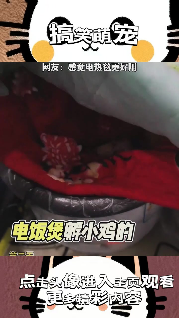 电饭煲孵小鸡的神秘之旅:孵化秘诀揭开超常现象的面纱与悬念!