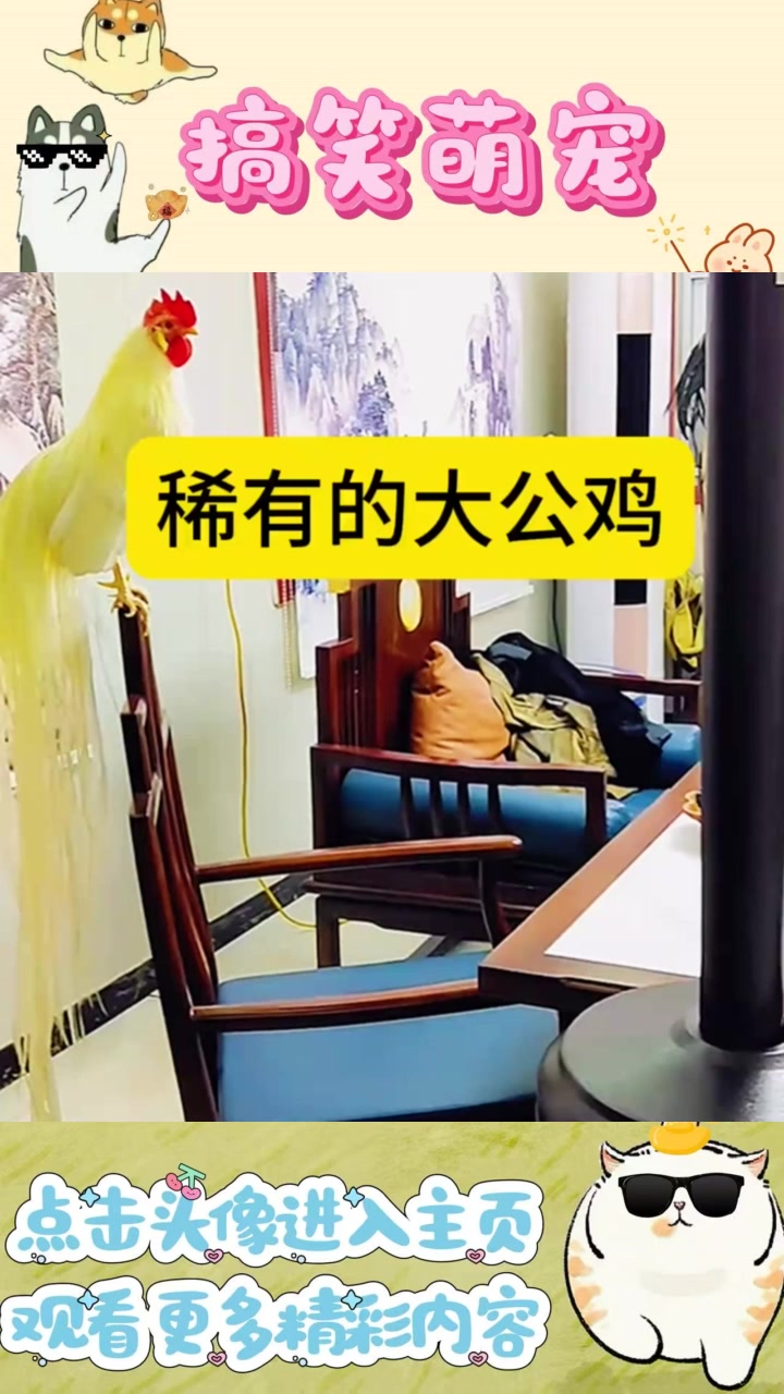 稀有美丽宠物：如凤凰般的华丽大公鸡引人赞叹