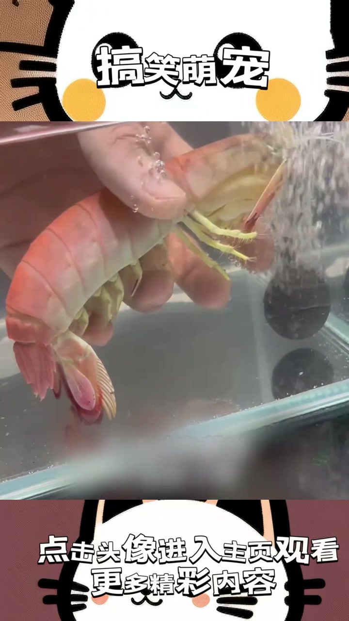 七彩皮皮虾的奇妙救赎:美丽与危险交织的超自然动物冒险之旅