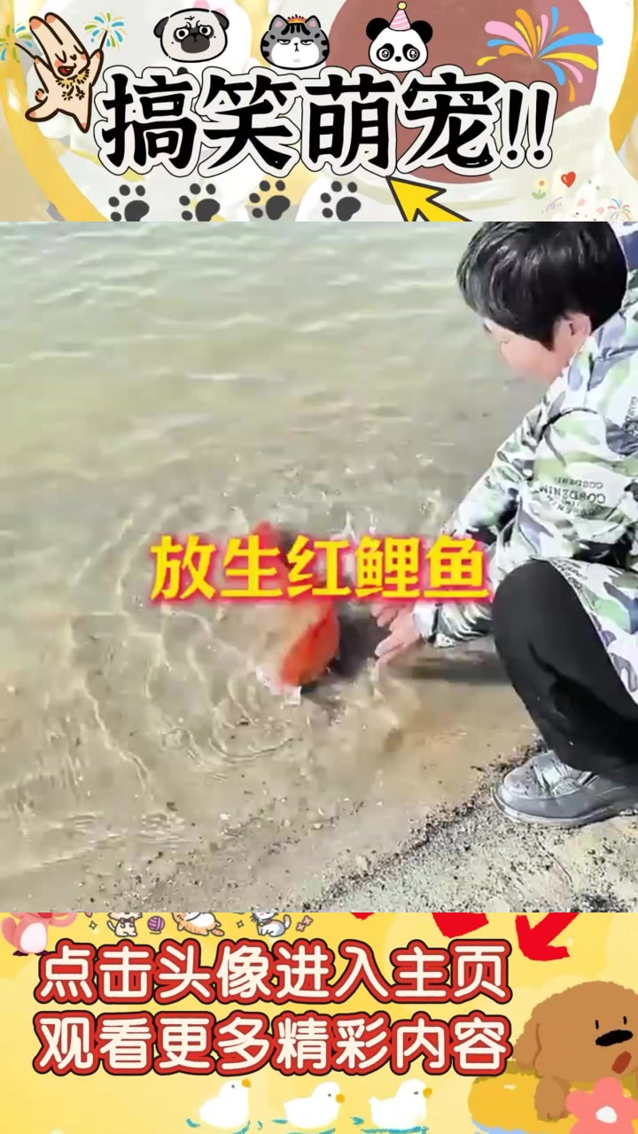 《菜市场大姐放生红鲤鱼,鱼儿犹豫不决的幽默瞬间》