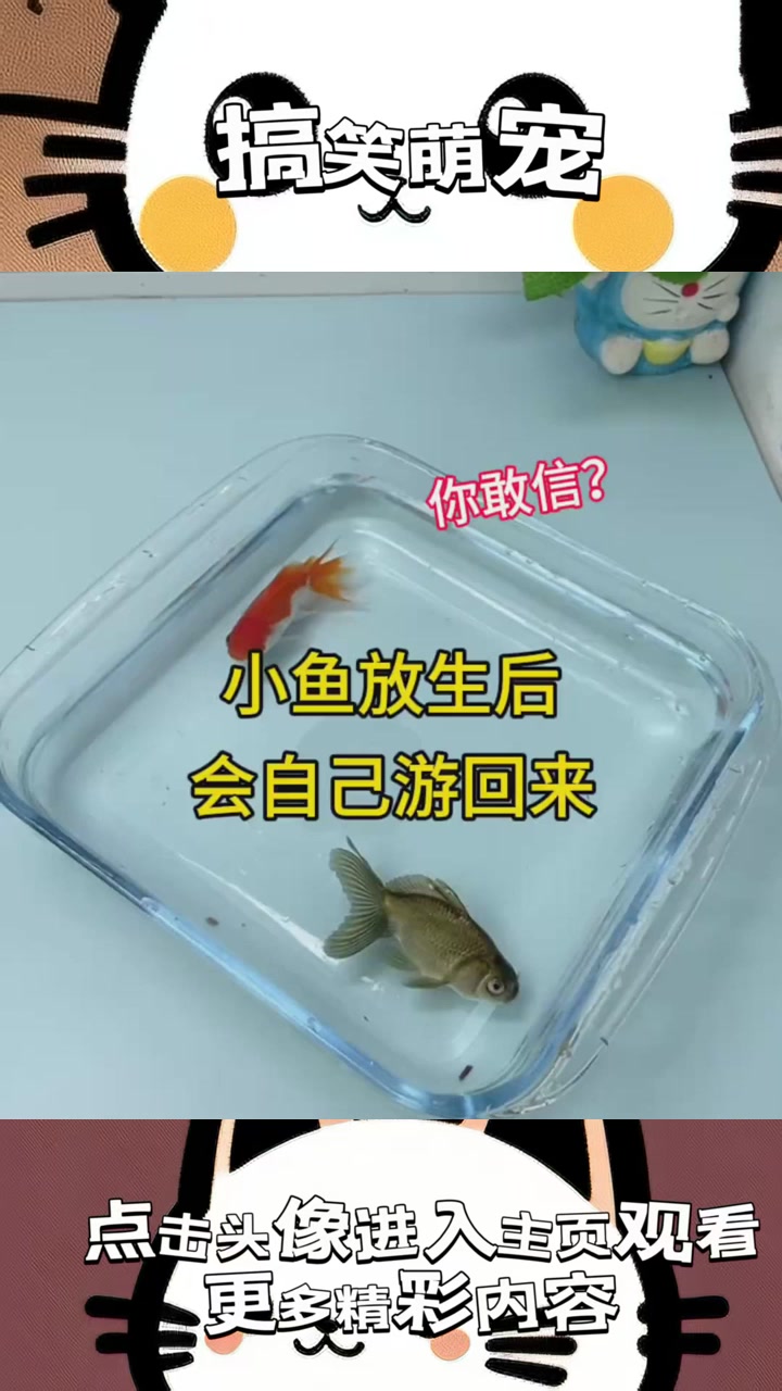 小金鱼放生竟神奇回家，真实与迷幻之间的水下奇妙探险！