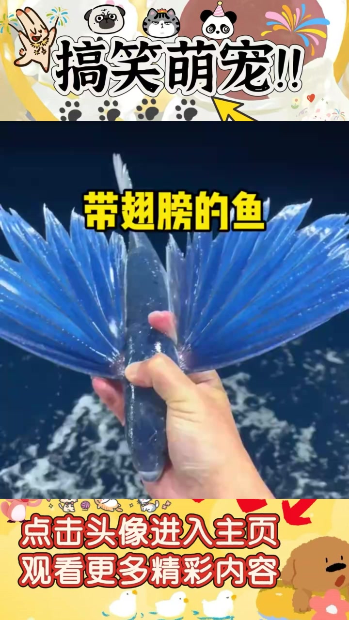 奇怪的蓝色鱼，竟然长出了翅膀，这种鱼真的会飞吗？请科普！