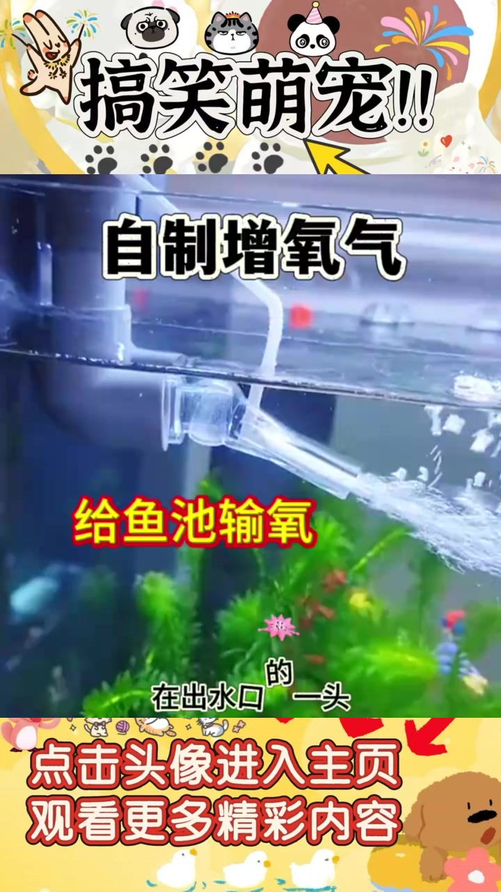 “一招教你轻松为养鱼池制造氧气,塑料管运用妙”