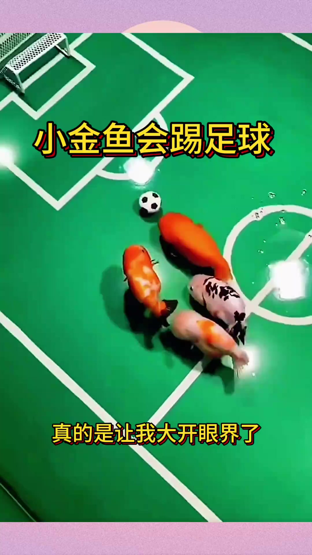 小金鱼踢足球,精准的运到了球门