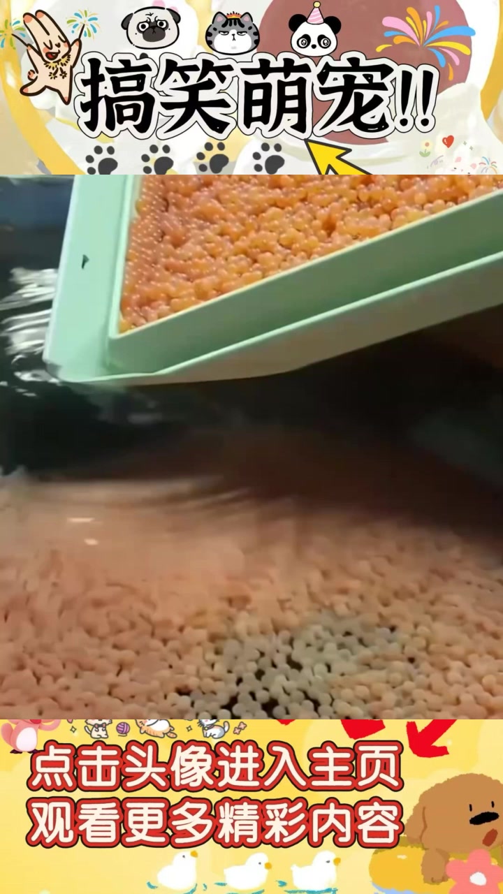 揭秘鱼宝宝人工繁殖全过程:从卵到孵化的神奇变幻