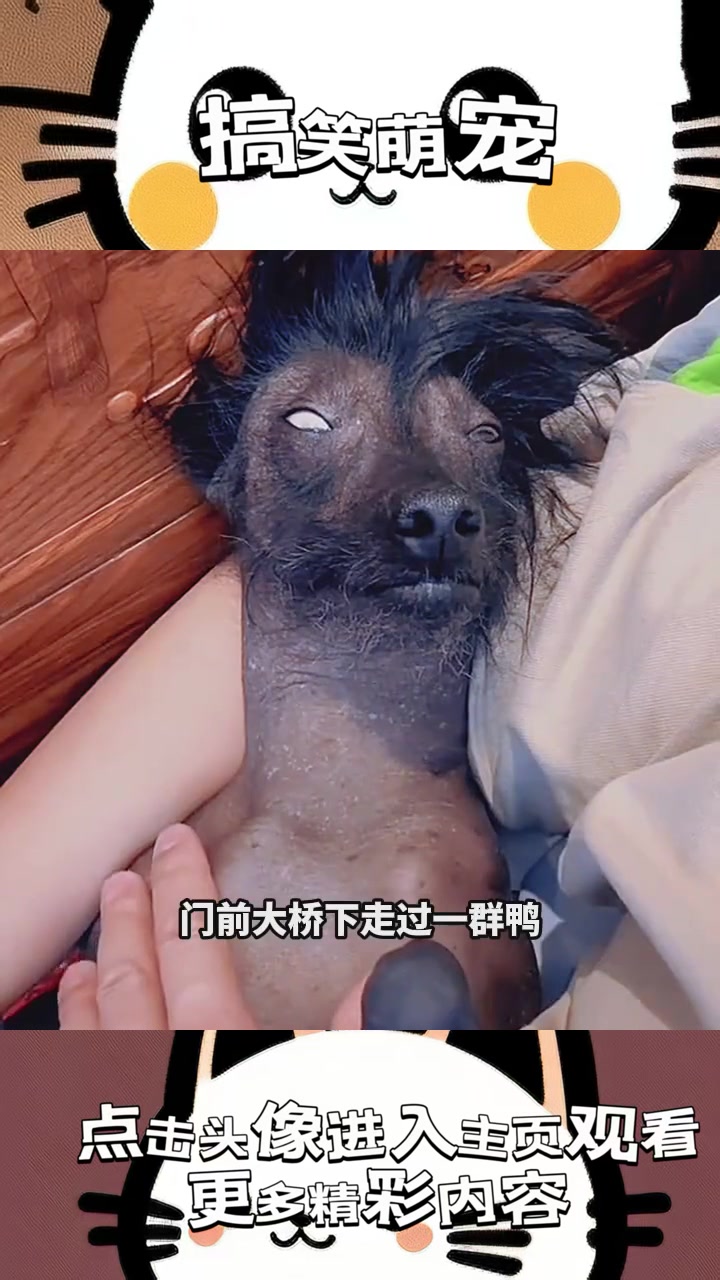 “桥下鸭群奇现象:数不清的鸭子与神秘未解之谜相伴而生!”