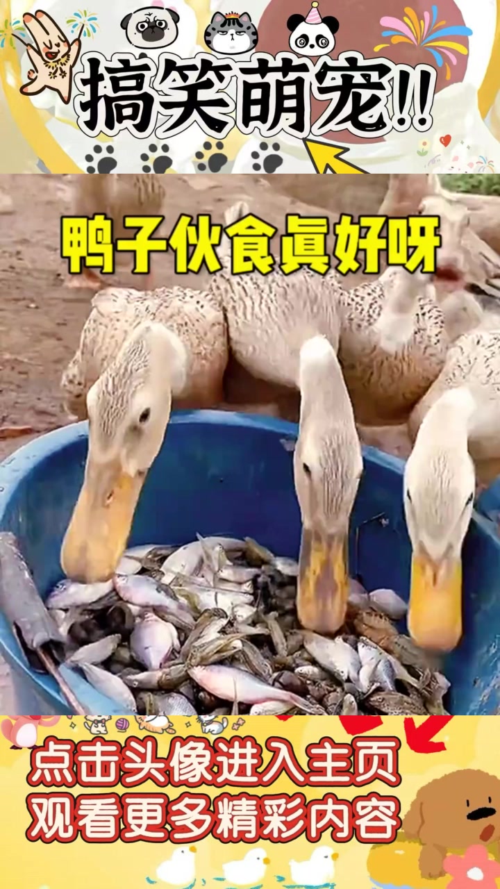 家里的鸭子吃海鲜，生活条件真奢华，令人惊叹！