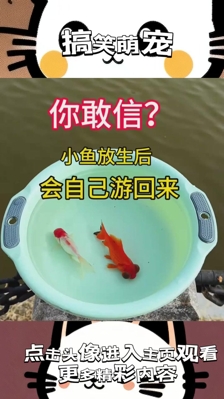《小金鱼放生后竟然返家,背后隐藏的超自然现象究竟是什么?》