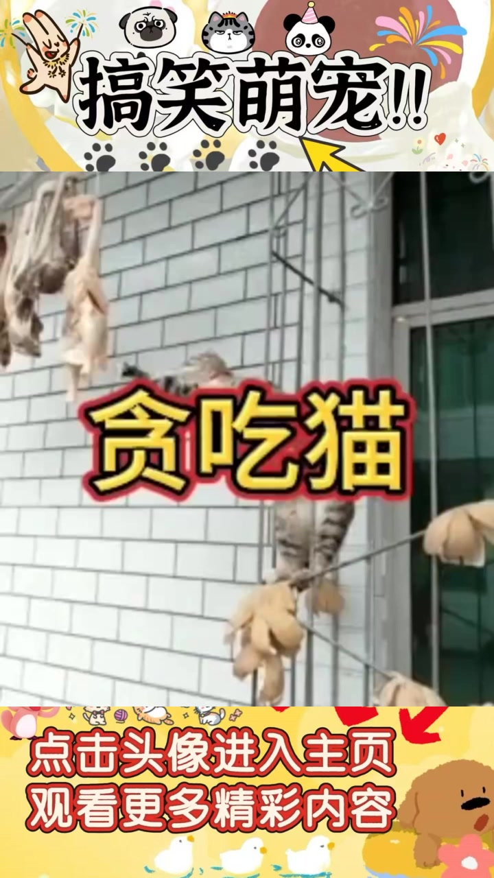 猫咪盯鸭子垂涎欲滴,防盗窗前显无奈,萌态十足惹人爱