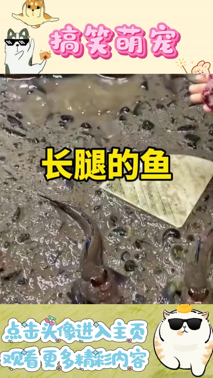 老表养的小鱼:像蝌蚪又似鲶鱼,鳍像腿能行走,究竟是什么?