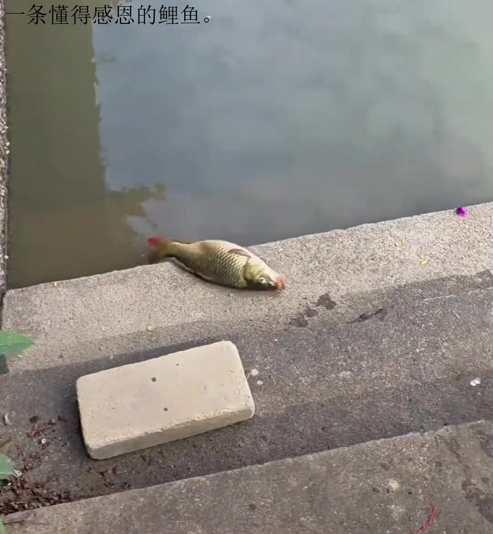 一条懂得感恩的鲤鱼。