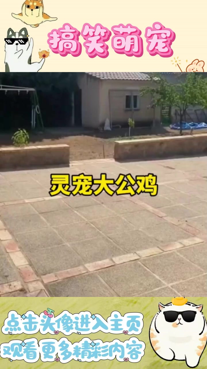 小伙养了一只特别听话的大公鸡，呼之即来、挥之即去，十分可爱。