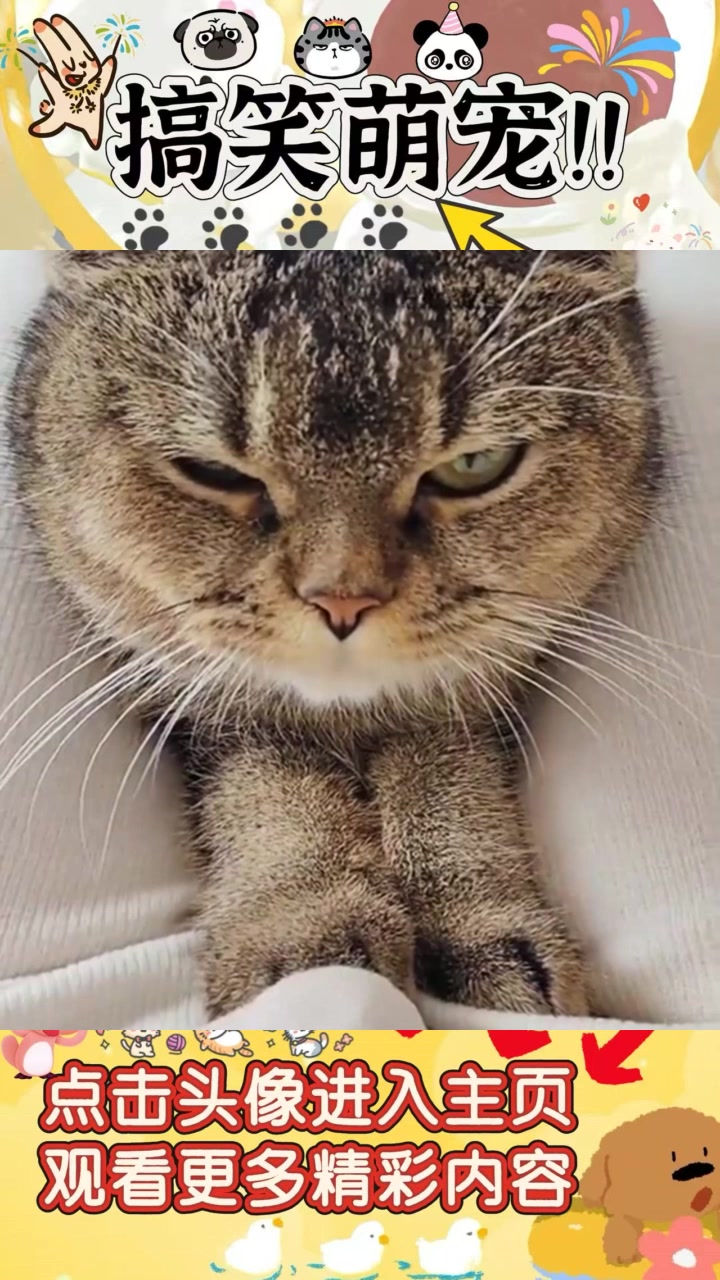 我家的猫咪太调皮了