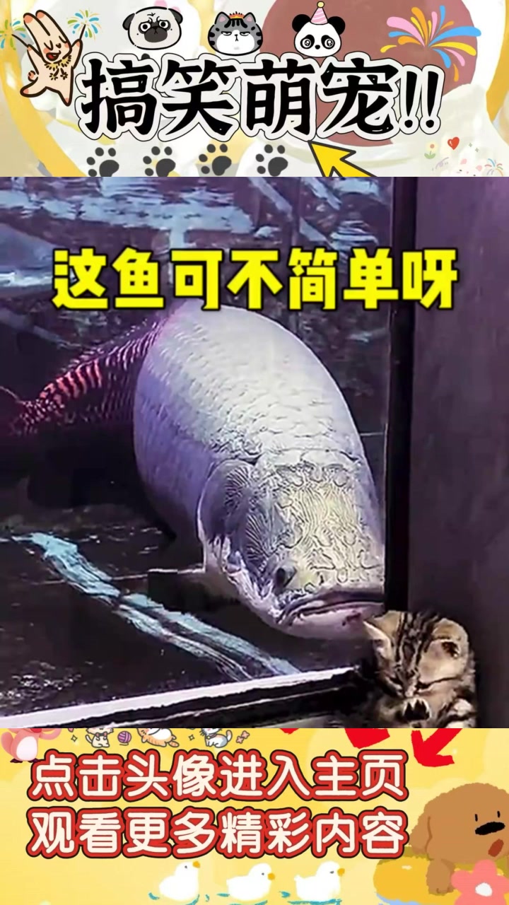 小猫咪的“吃鱼梦”：你可别轻举妄动哦！