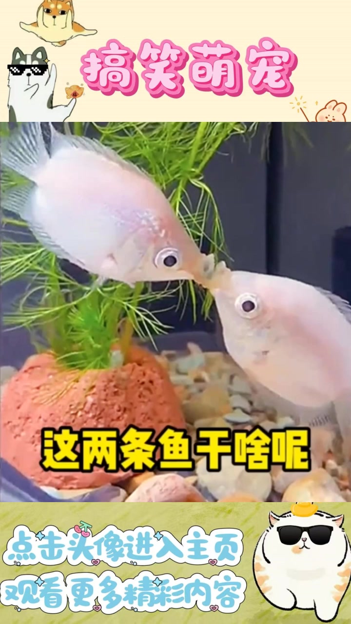鱼缸里的意外：一公一母的鱼儿真要撒狗粮？
