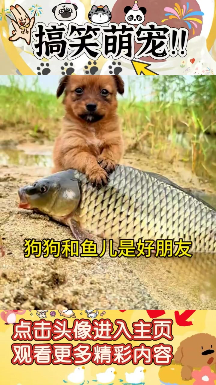 《狗狗与鱼儿的友情：岸边的快乐时光与依依不舍的离别》