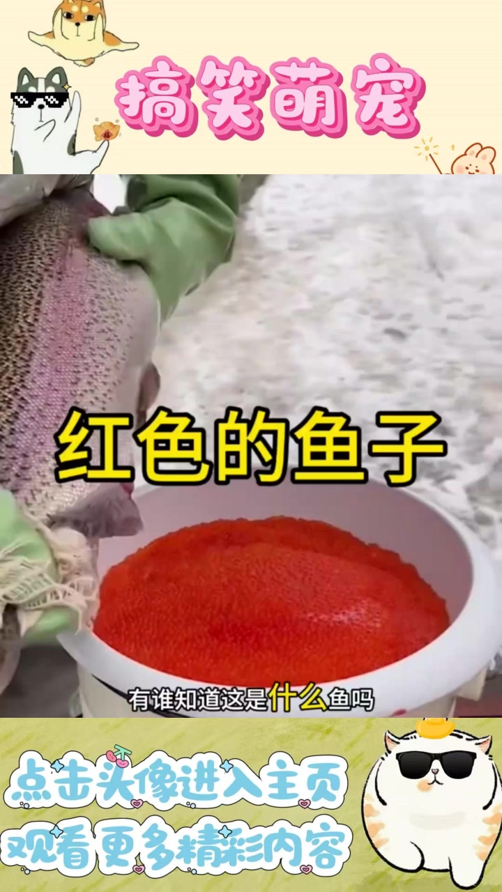 神秘红色鱼籽究竟是什么鱼的,是否能制作鱼子酱呢?
