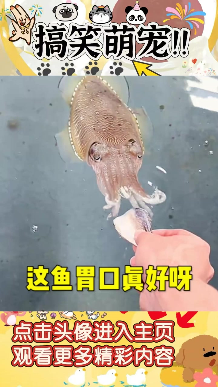 奇怪海洋生物:鱿鱼与八爪鱼的嘴与牙齿令人惊诧!